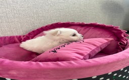 Maltese dogs for sale: Tiny Maltese Girl – Kennel Club Reg. - Image 15