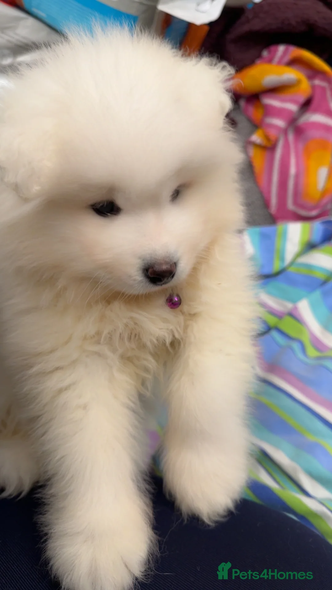 Samoyed dogs for sale: NOW VACCINATED AND CHIPPED Last pup remains ❤️ - Advert 3