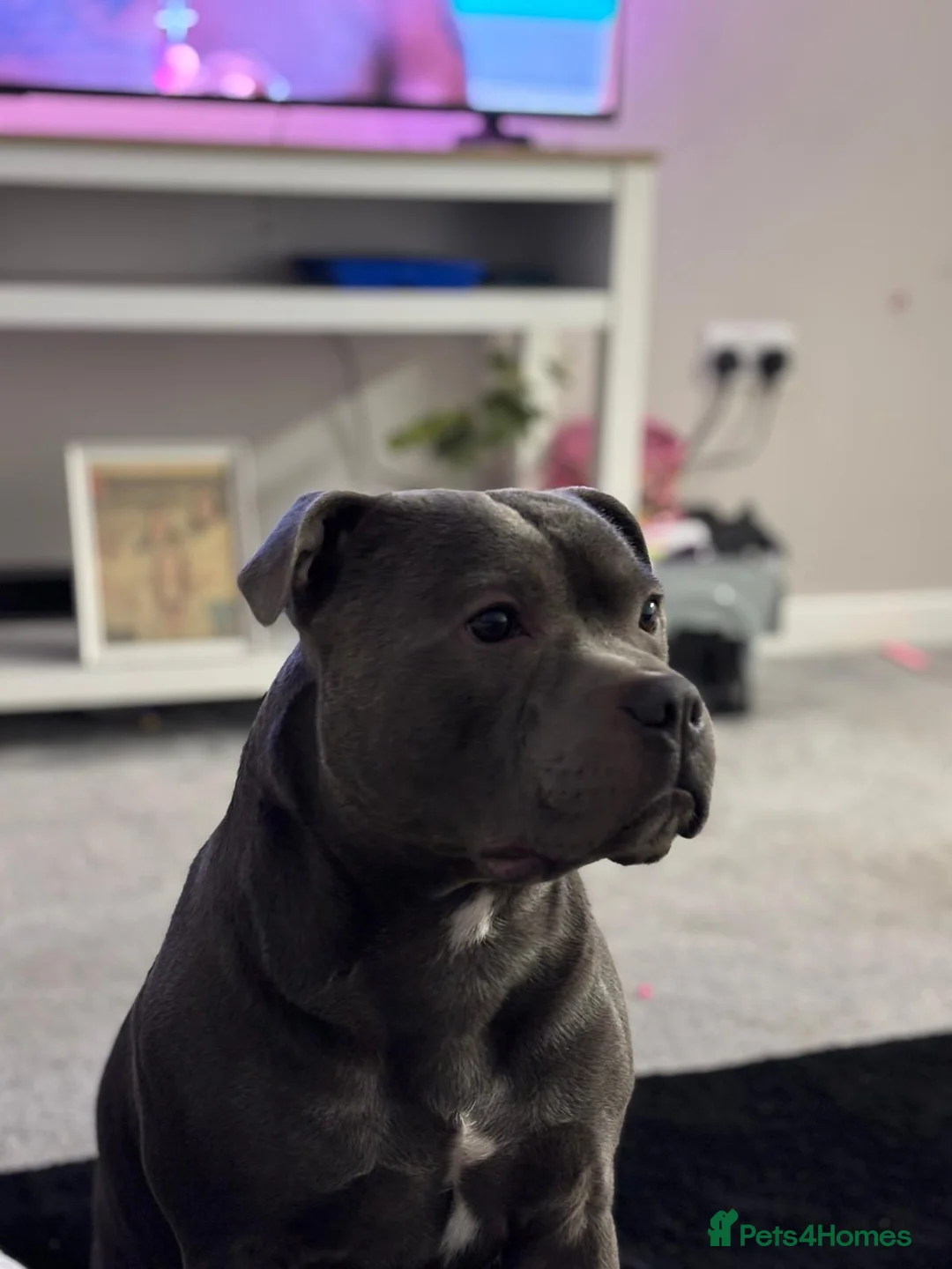 Staffordshire Bull Terrier dogs for sale: Blue Staffordshire Bull Terrier – 3 Years Old in Burton-on-Trent - Advert 3