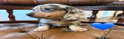 Miniature Dachshund dogs for sale: Beautiful LH & SH Dapples Miniature Dachshund Pups - Advert 30