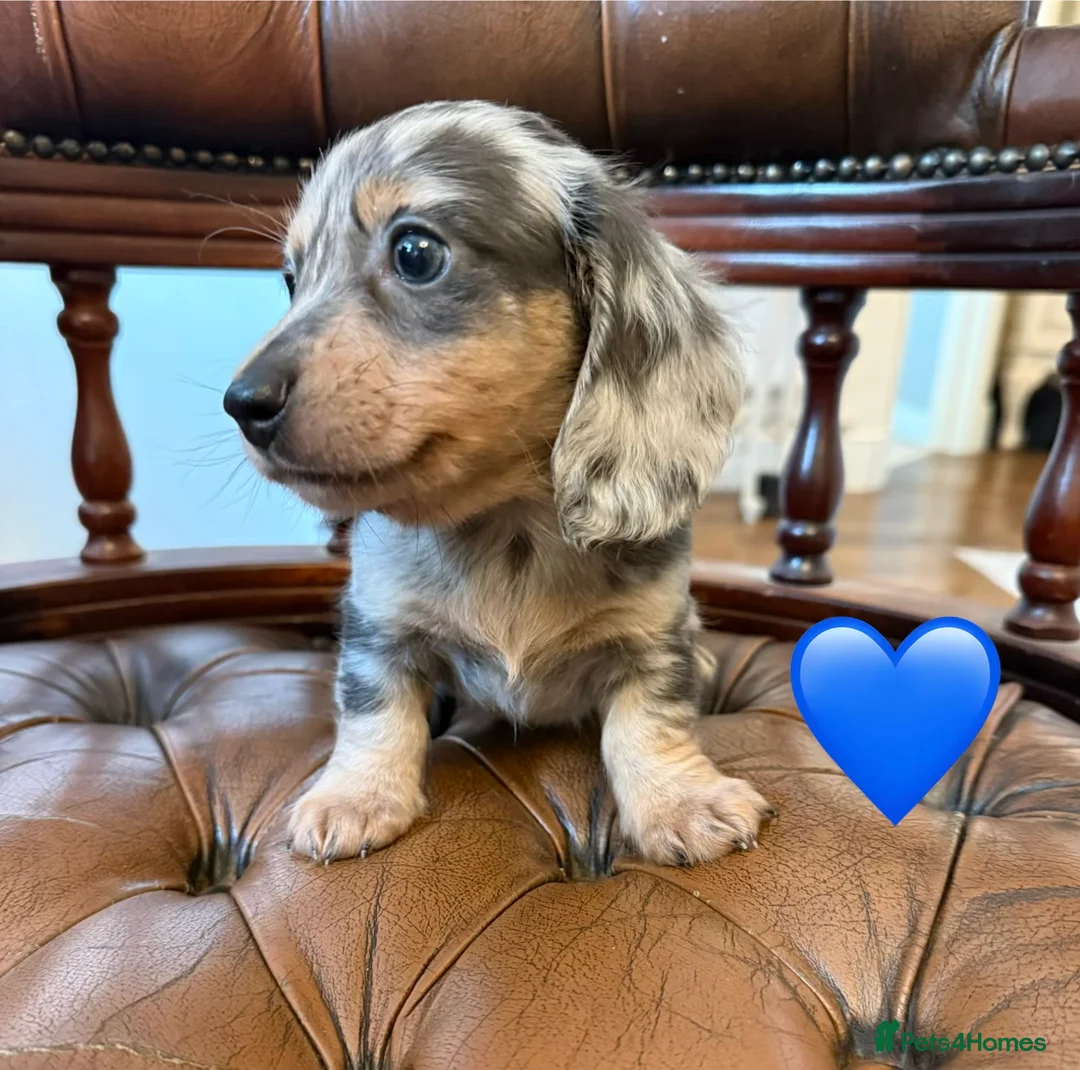 Miniature Dachshund dogs for sale: Beautiful LH & SH Dapples Miniature Dachshund Pups - Advert 30