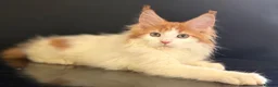 Maine Coon cats for sale: Beautiful maine coon kittens - Advert 7