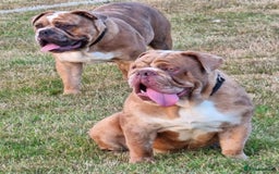 Olde English Bulldogge dogs for stud: 2 olde English bulldogs brothers for stud - Image 14