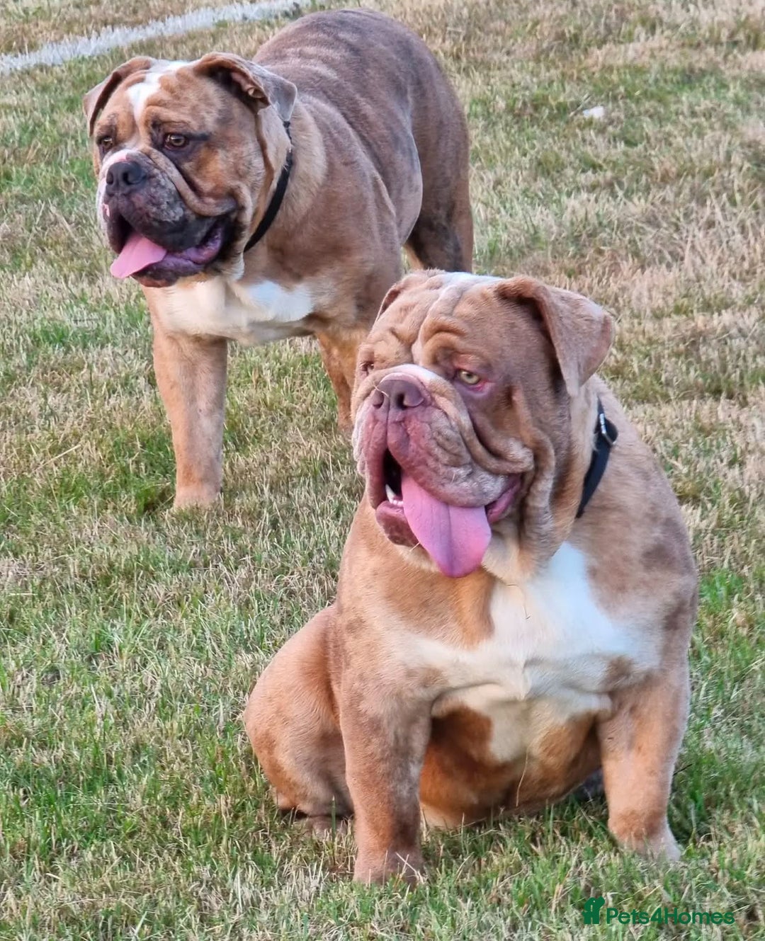 Olde English Bulldogge dogs for stud: 2 olde English bulldogs brothers for stud - Image 14