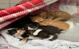 British Shorthair cats for sale: Three kittens ready for new home - Image 7