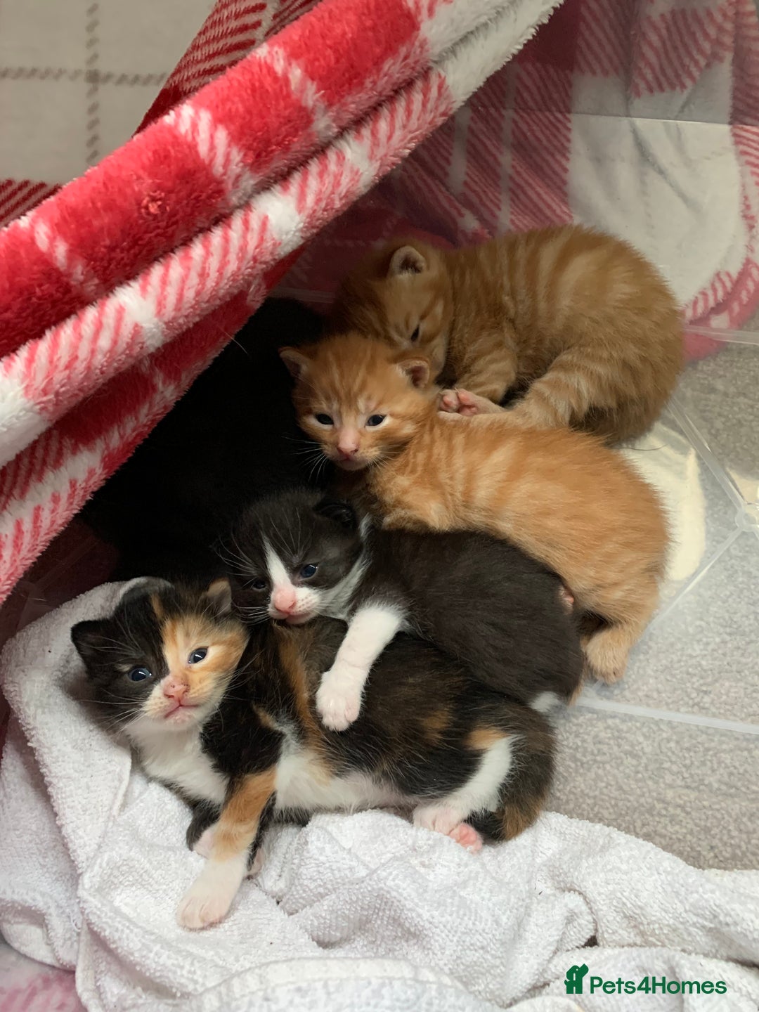 British Shorthair cats for sale: Three kittens ready for new home - Image 7