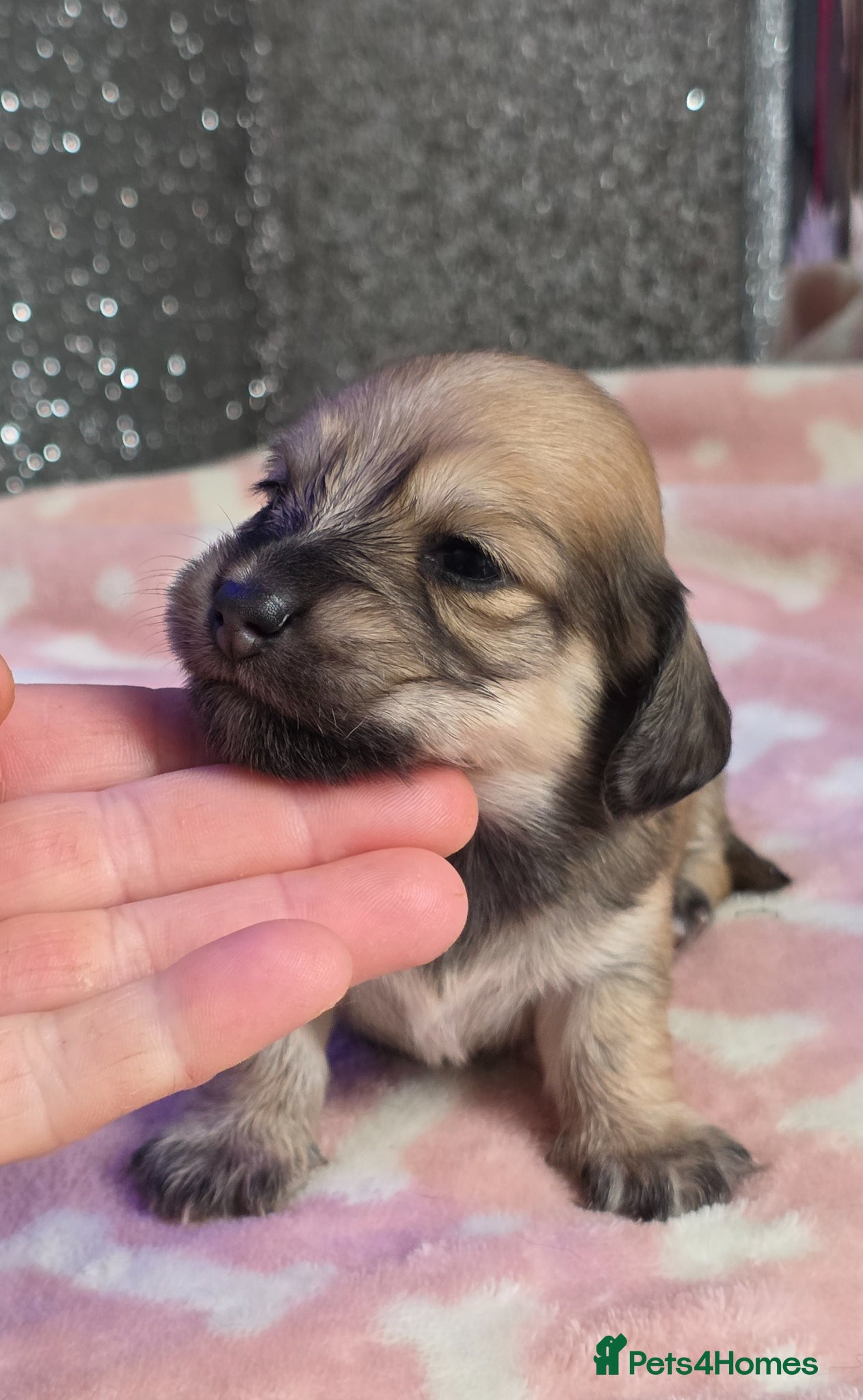 Miniature Dachshund dogs Cream Miniature long-haired  - Advert 21