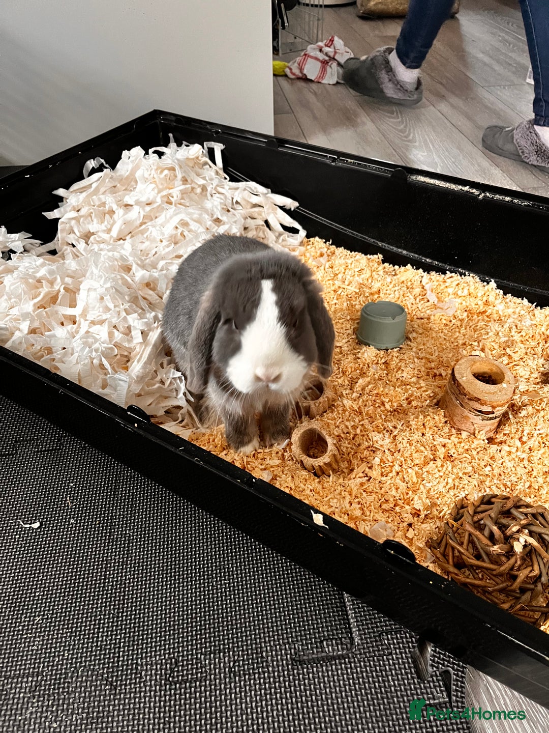 Mini Lop rabbits for sale: Ralph the mini lop - Image 1