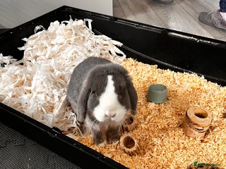 Mini Lop rabbits for sale - Advert 1