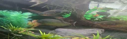 Piranhas fish for sale: 4 piranha for sale - Advert 1