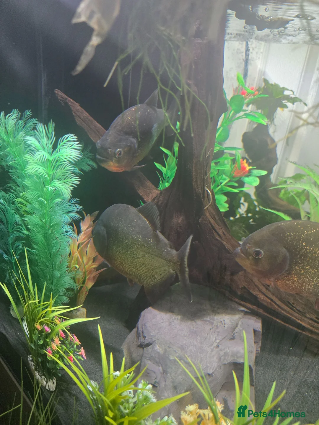 Piranhas fish for sale: 4 piranha for sale - Advert 1