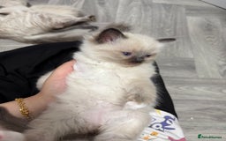 Ragdoll cats for sale: 7 beautiful seal/lynx point ragdoll kittens - Image 15