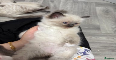 Ragdoll cats - Advert 11