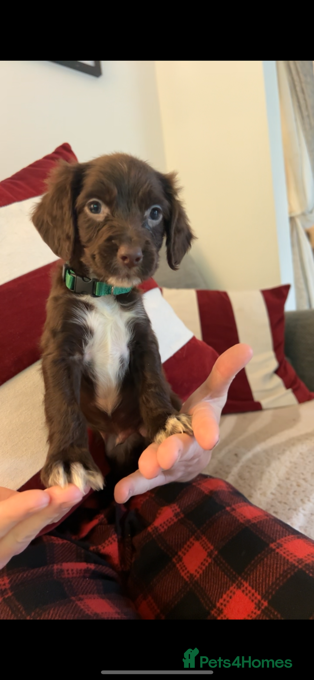 Cocker Spaniel dogs for sale: Cocker Spaniel Puppies🐕🐕 READY 30TH NOVEMBER 💙 - Advert 35