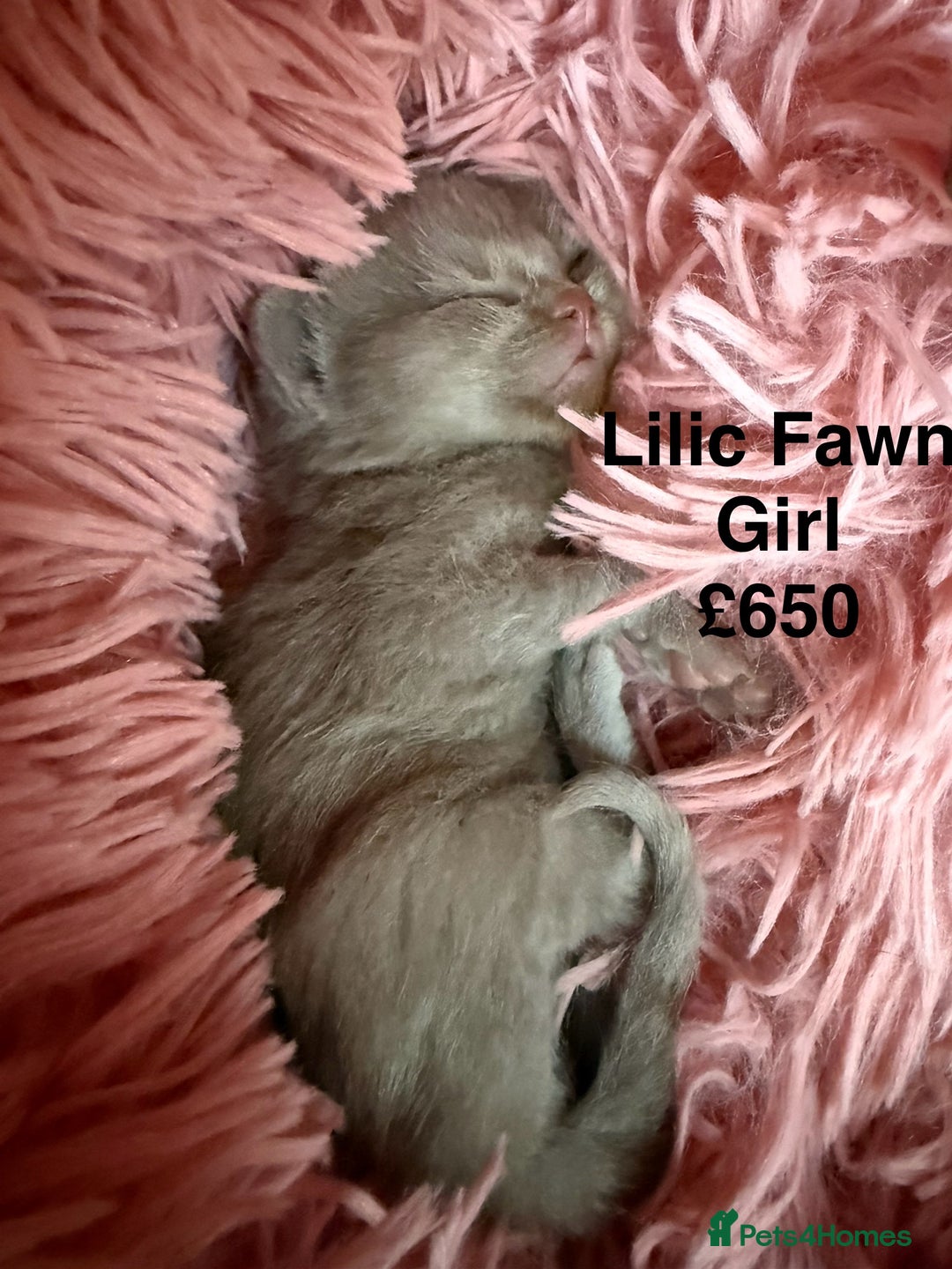 British Shorthair cats for sale: Cat with 6 kittens  - Image 7