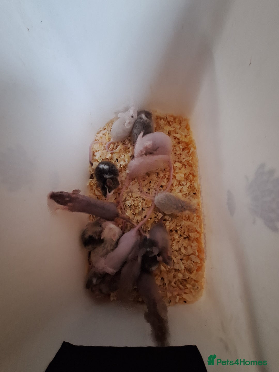 Mouse rodents for sale: Fancy pet mice for sale £8 each  - Advert 9