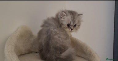 Persian cats - Advert 4