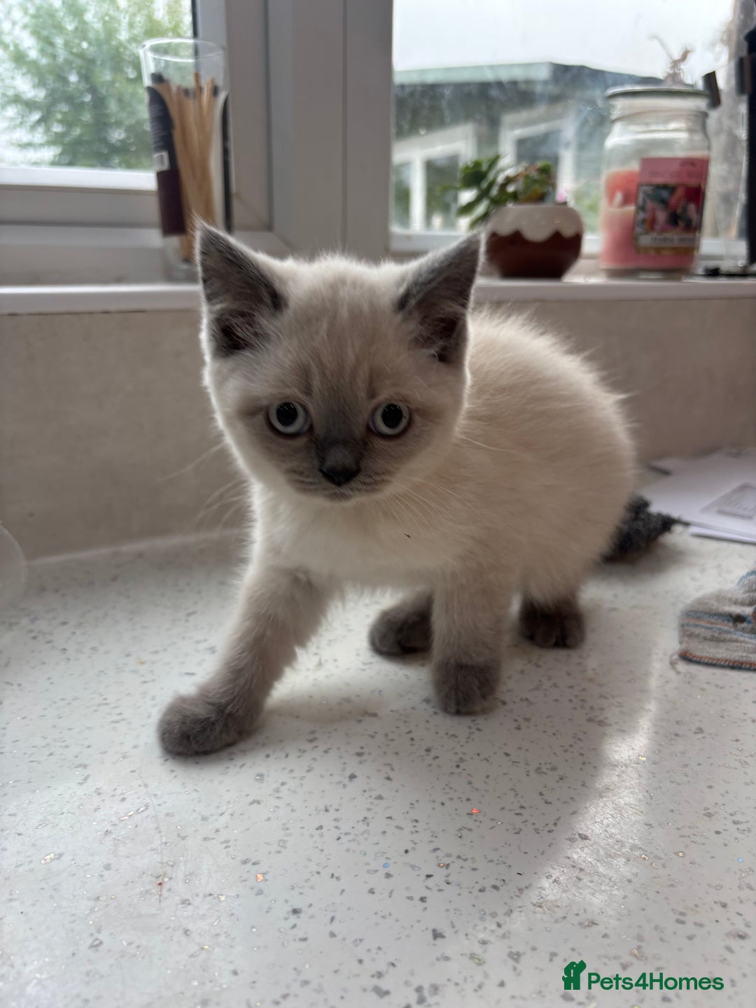 British Shorthair cats for sale: Beautiful British blues and colourpoints  - Image 7