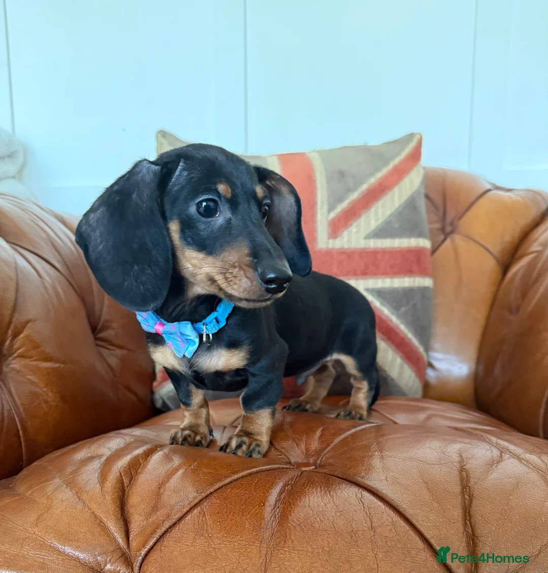 Miniature Dachshund dogs for sale: Beautiful Miniature Dachshunds 5 ⭐ License Breeder - Advert 1