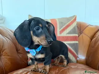 Miniature Dachshund dogs Beautiful Miniature Dachshunds 5 ⭐ License Breeder - Advert 8