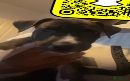 Mixed Breed dogs for sale: Italian greyhound mixed with Dalmatian - Image 3