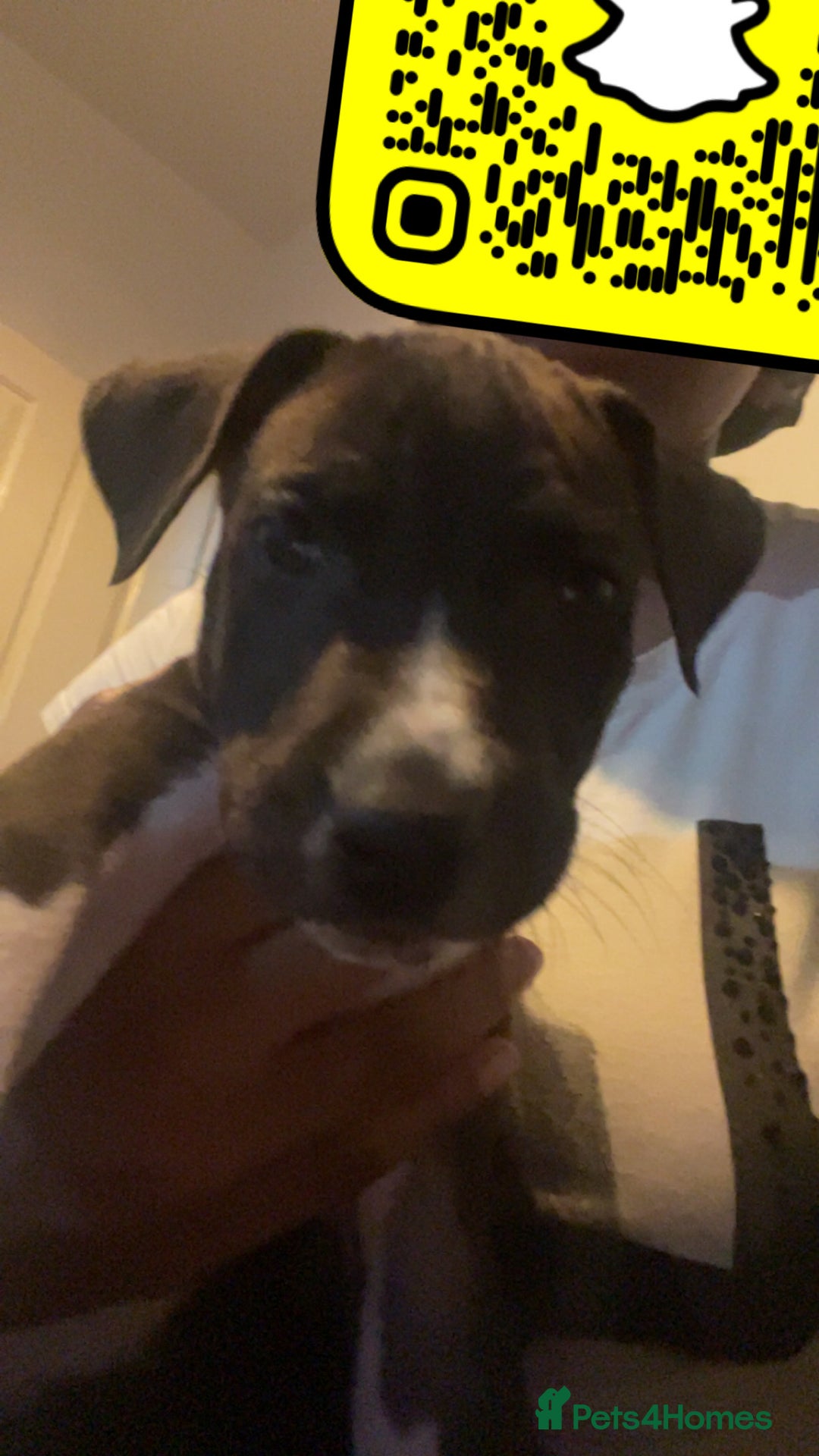 Mixed Breed dogs for sale: Italian greyhound mixed with Dalmatian - Image 3
