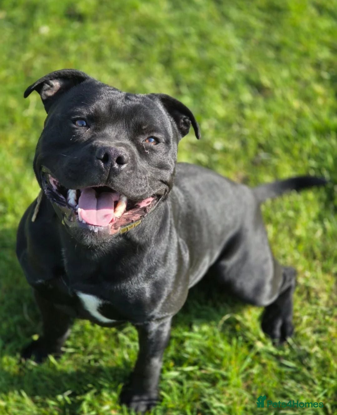 Staffordshire Bull Terrier dogs Kc registered staffordshire bull terrier puppies - Advert 2
