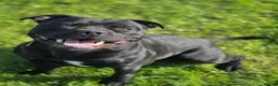 Staffordshire Bull Terrier dogs for sale: Kc registered staffordshire bull terrier puppies in Swansea - Advert 2