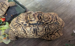 Tortoise reptiles for sale: Breeding pr leopard tortoises. 24 yrs old. Gravid - Image 8