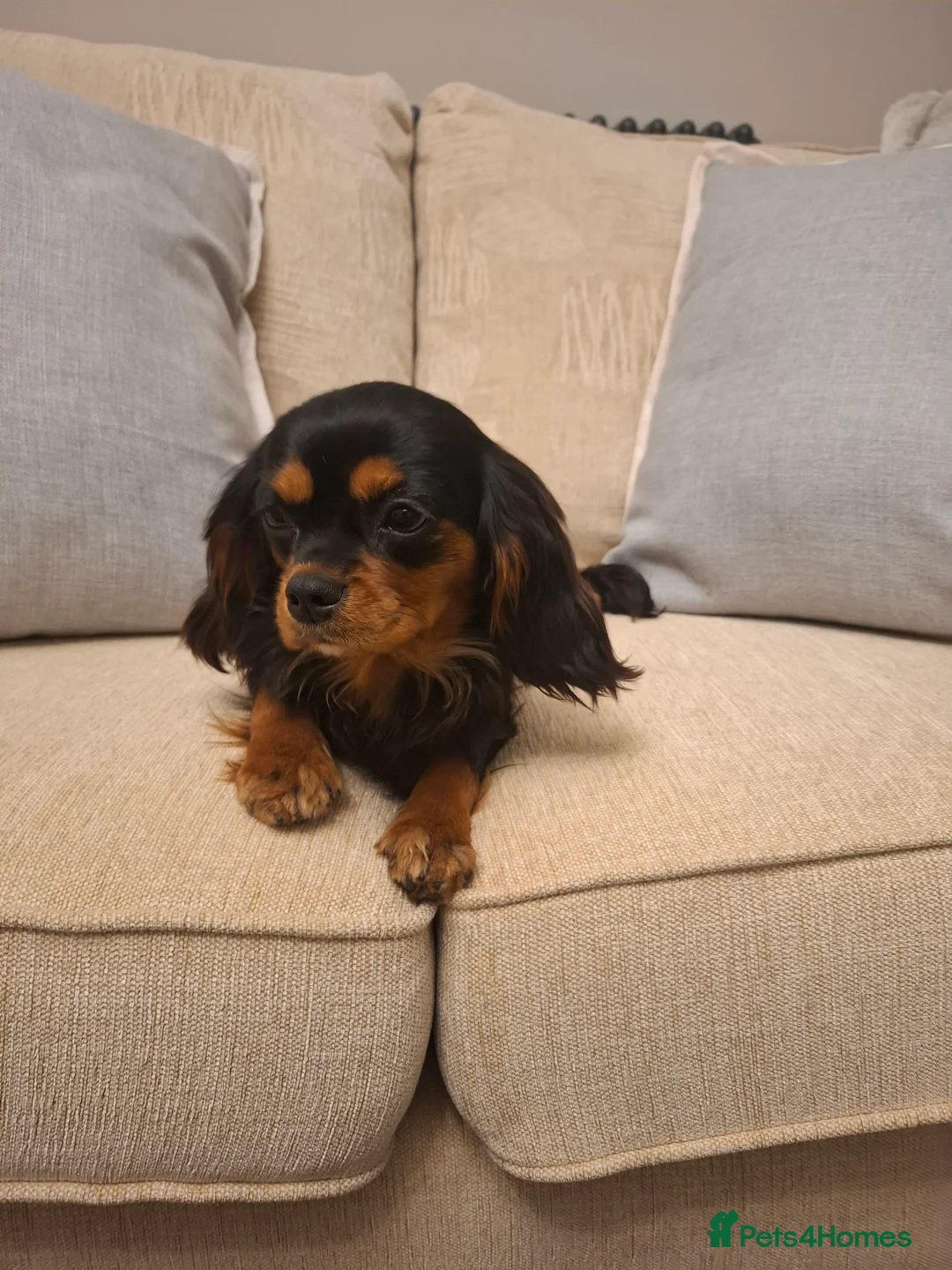 Cavalier King Charles Spaniel dogs for sale: 8 month old females kc health tested parents  - Advert 6