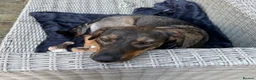 Mixed Breed dogs for adoption: Misty (Shepherd/Hound mix) in Bushey - Advert 16