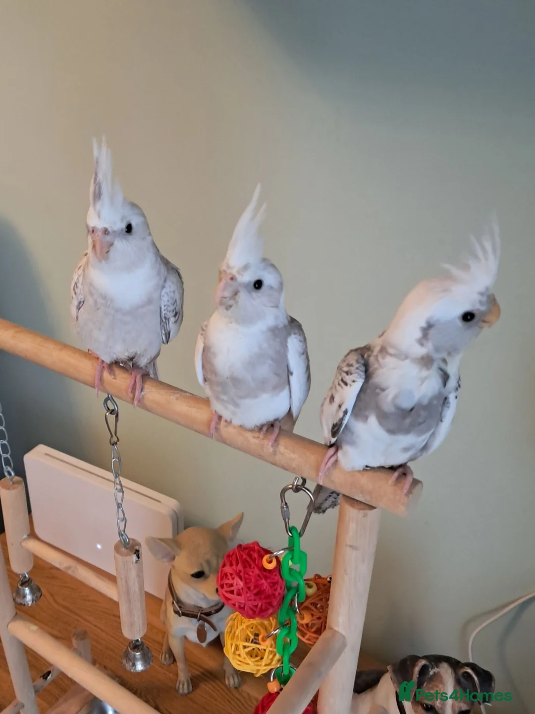 Cockatiels birds for sale: Hand reared baby cocktails very tame lovely birds  - Advert 1