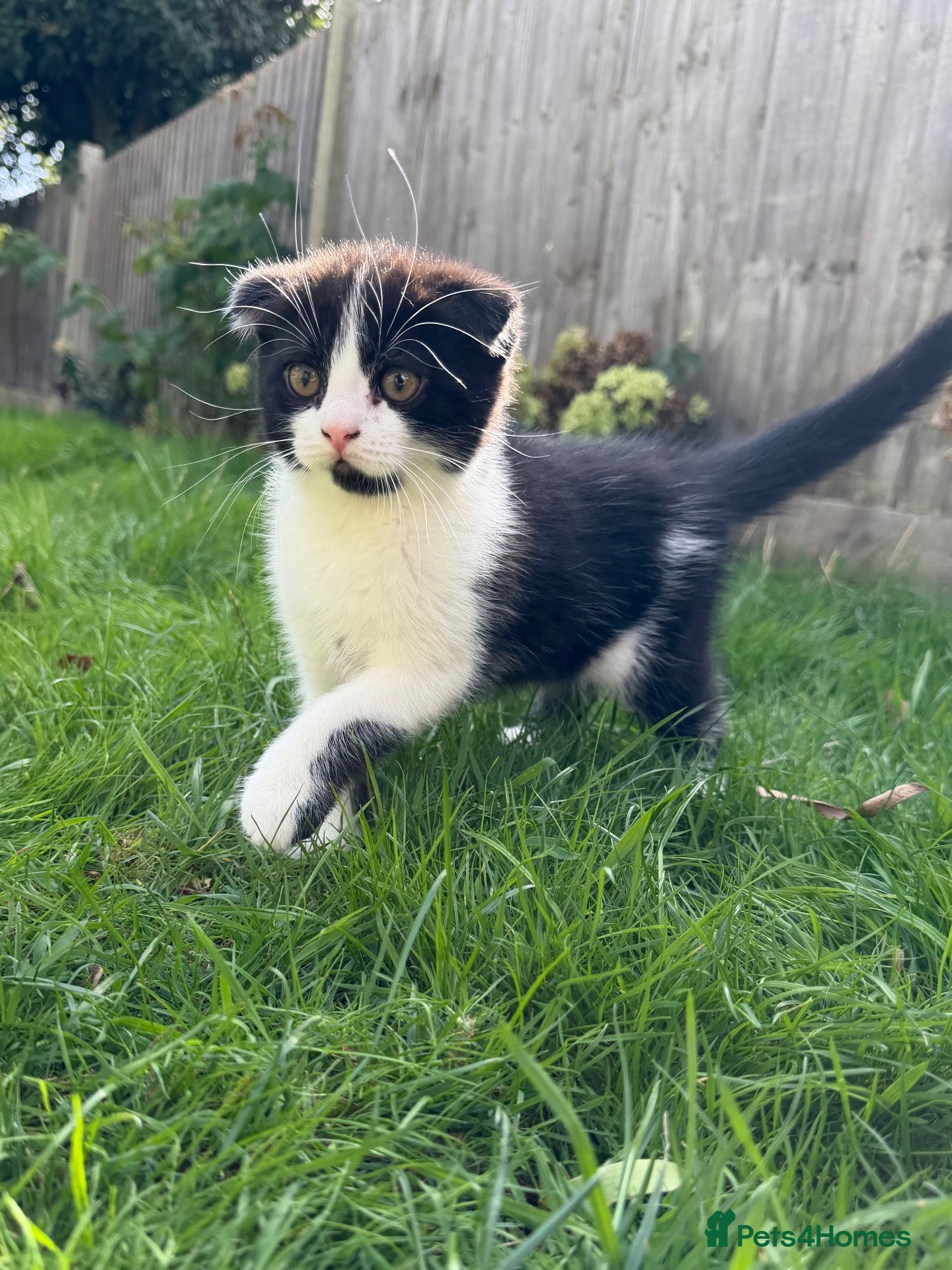 Scottish Fold cats 🖤🤍Adorable Scottish Kitten Ready for Loving Home - Advert 5