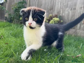 Scottish Fold cats 🖤🤍Adorable Scottish Kitten Ready for Loving Home - Advert 1