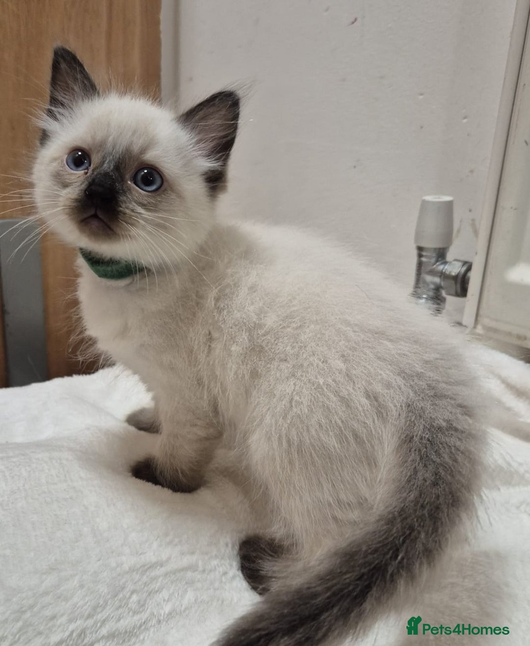 Ragdoll cats for sale: 2 Male Sealpoints ready to leave on 16th Dec - Advert 18