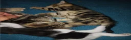 Mixed Breed cats for sale: Tabby babies - Advert 10