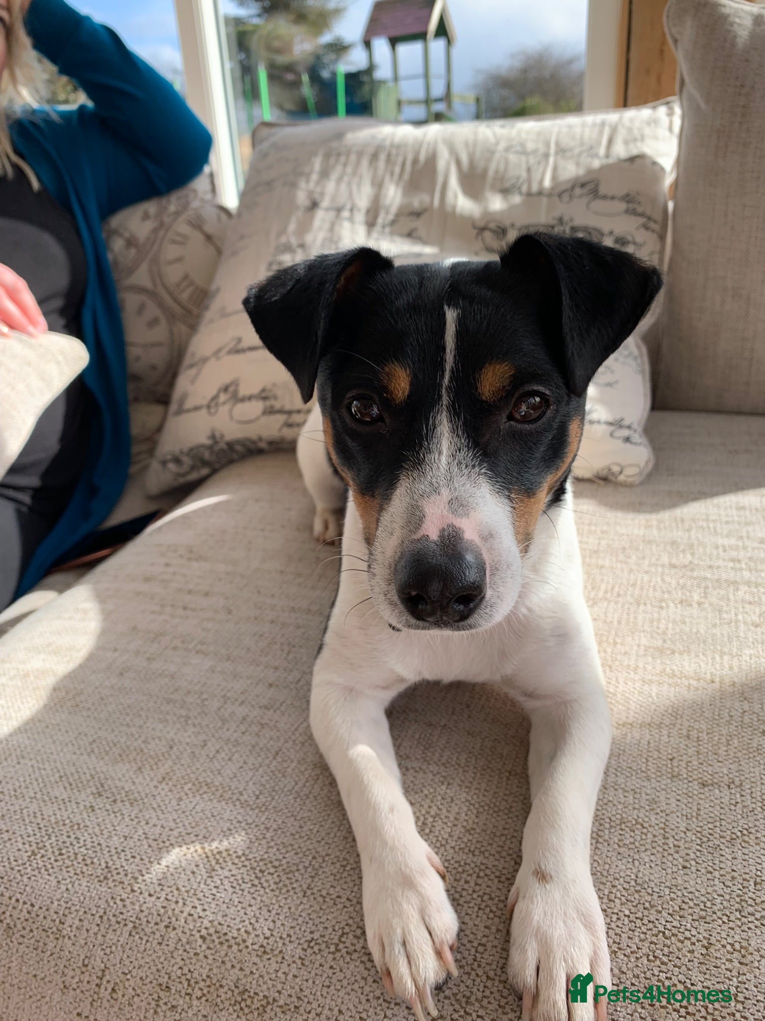 Jack Russell dogs 8 year old Male Jack Russell - Advert 1