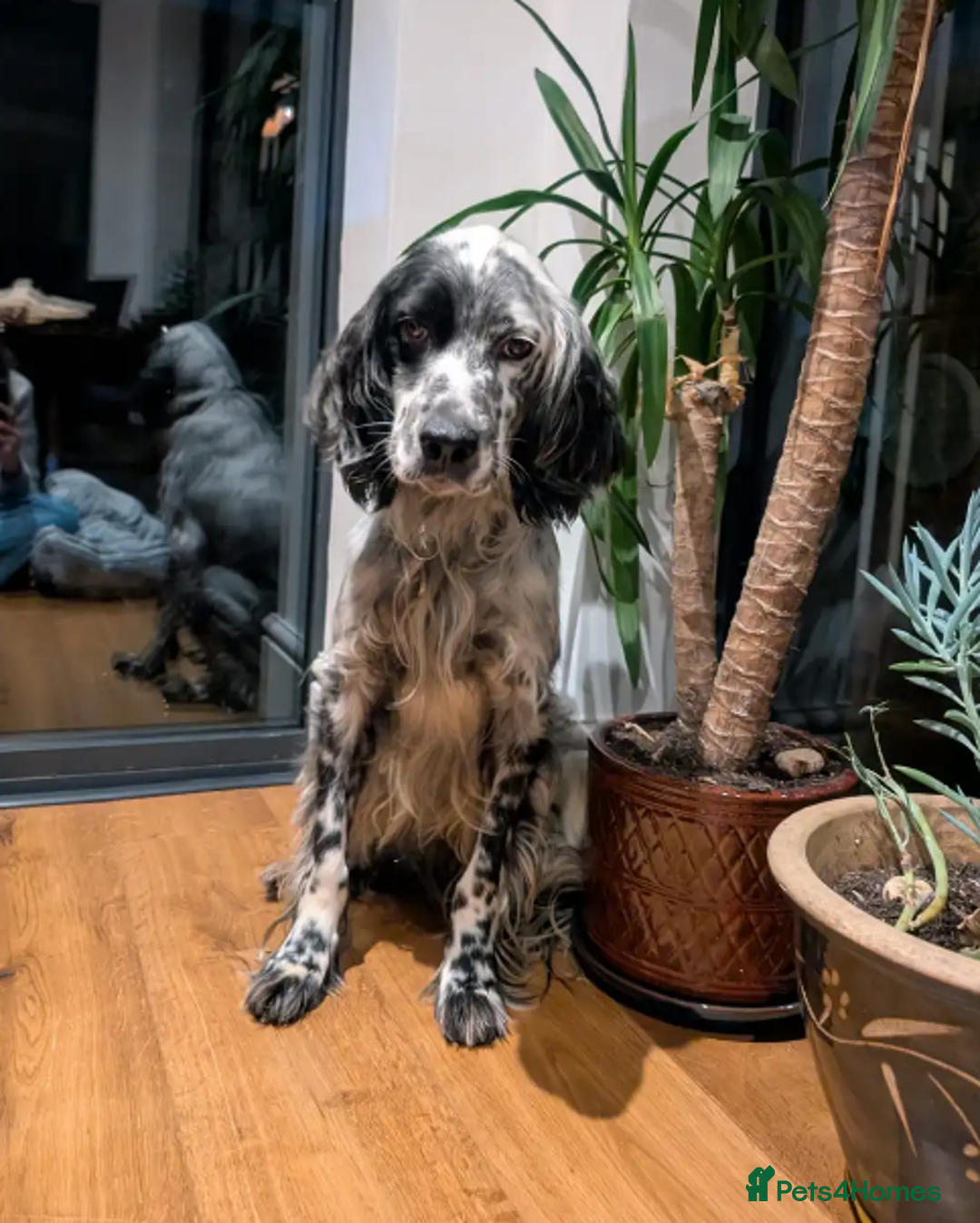 English Setter dogs for adoption: Korro - Advert 1