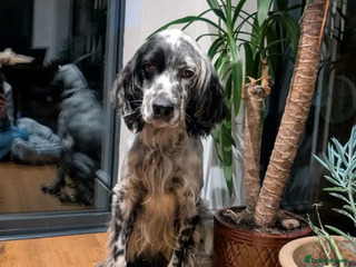 English Setter dogs Korro - Advert 6