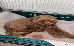 Toy Poodle dogs for sale: Pedigree tiny toy poodles  - Image 2