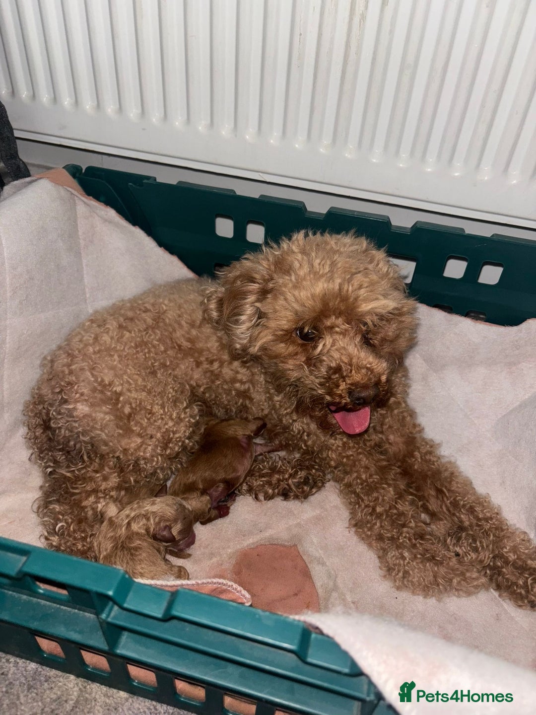 Toy Poodle dogs for sale: Pedigree tiny toy poodles  - Image 2