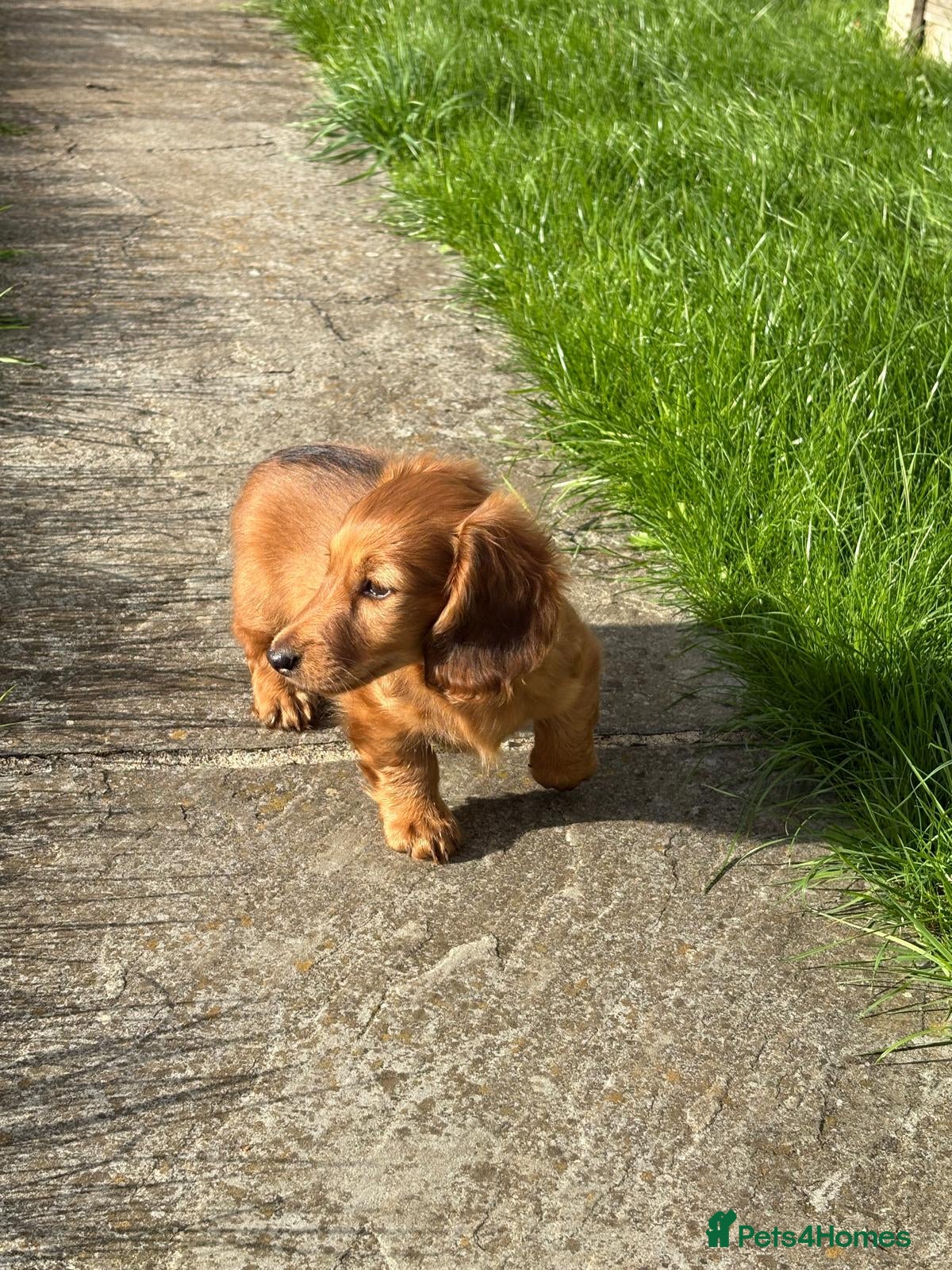 Miniature Dachshund dogs KC Reg, Champion Bloodline, Female Mini Dachshund - Advert 2
