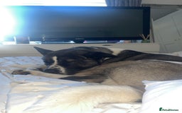 Huskita dogs for sale: 2 year old huskita - Image 3