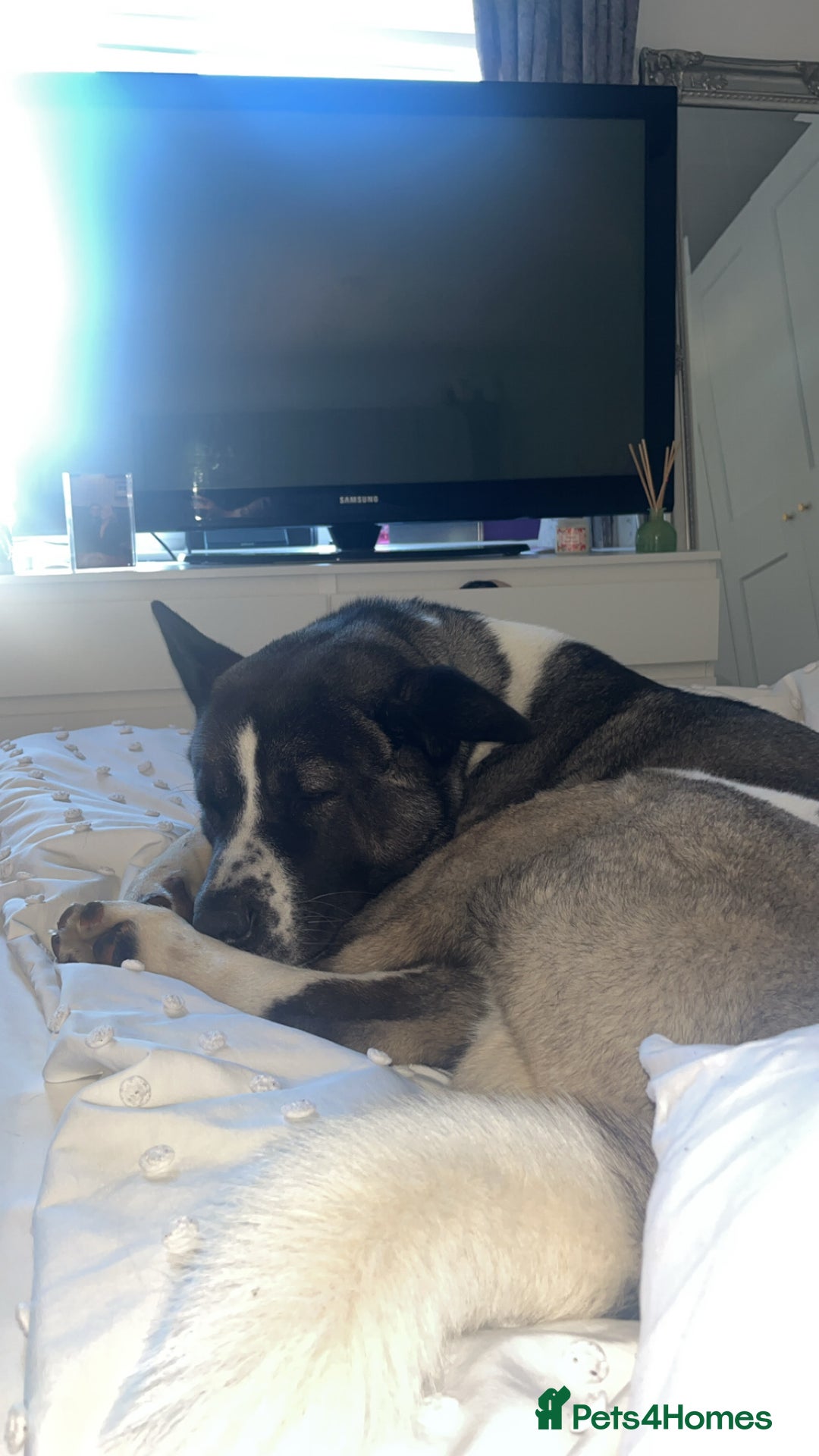 Huskita dogs for sale: 2 year old huskita - Image 3