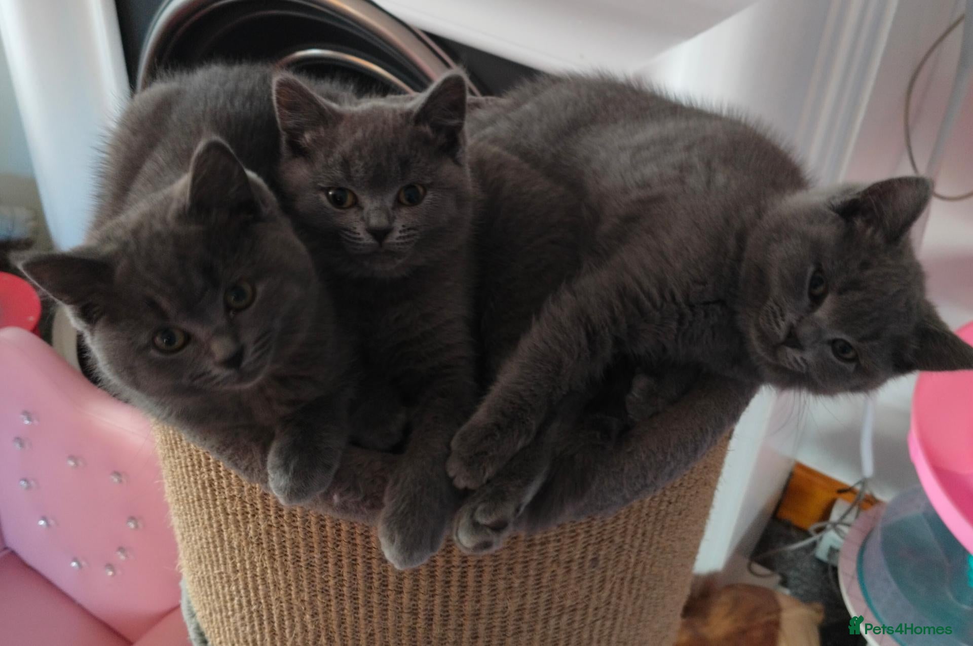 British Shorthair cats Pedigree Mixed Adorable Kittens  - Advert 7