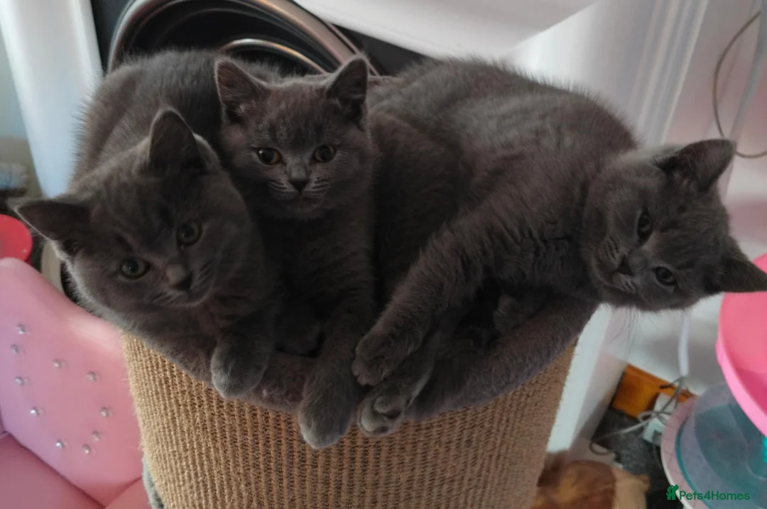 British Shorthair cats for sale: Pedigree Mixed Adorable Kittens  - Advert 2