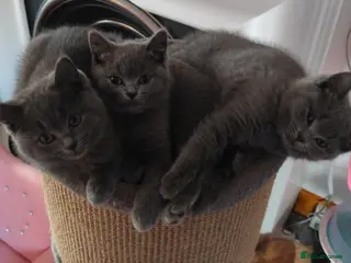 British Shorthair cats Pedigree Mixed Adorable Kittens - Advert 1