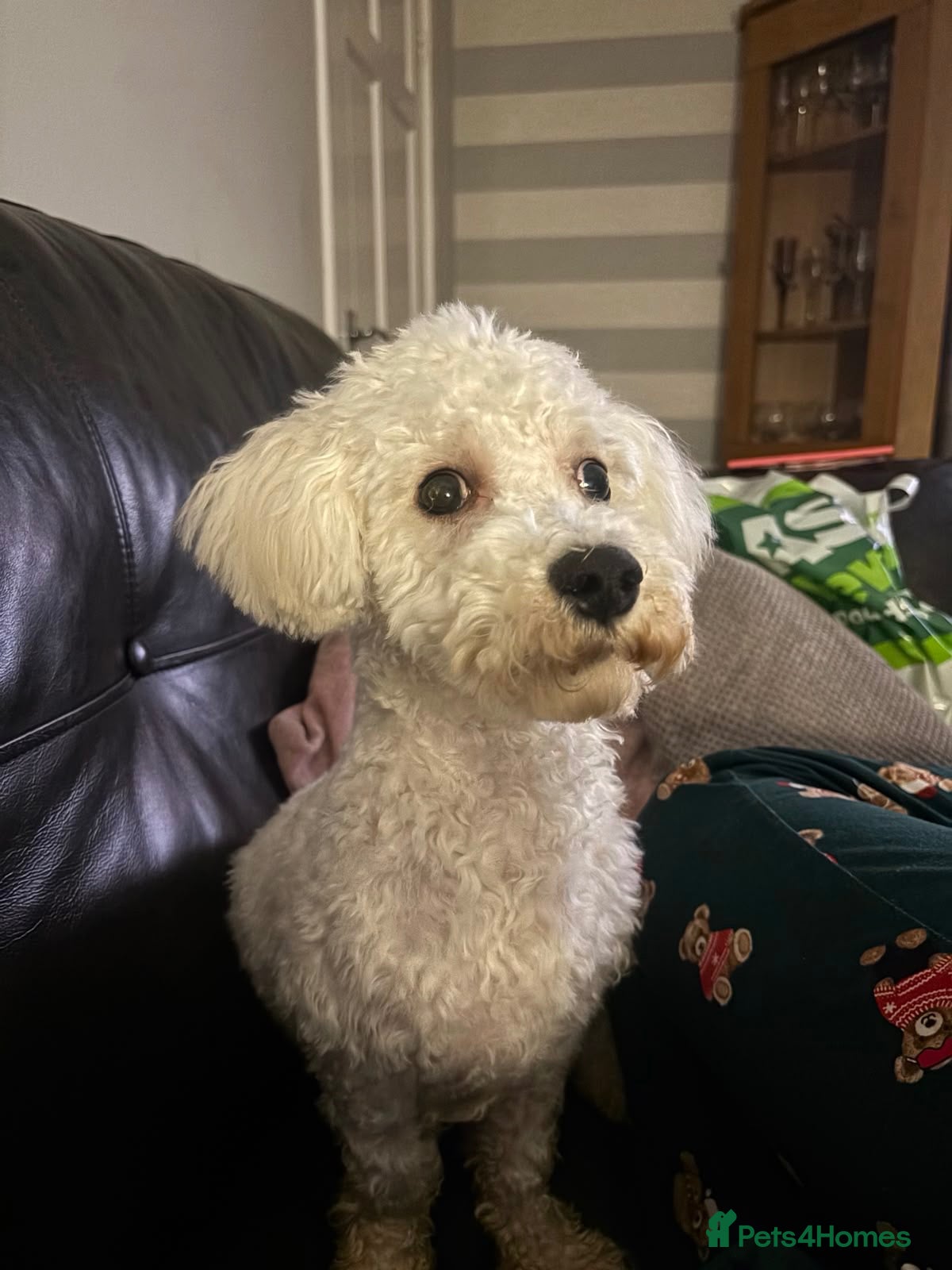 Bichon Frise dogs Looking for the right home for our boy🩵 - Advert 3