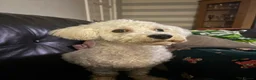 Bichon Frise dogs for sale: Looking for the right home for our boy🩵 - Advert 1