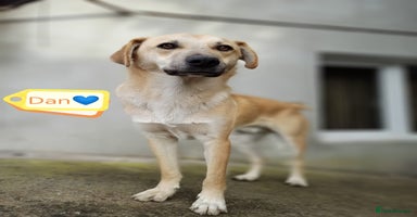 Mixed Breed dogs - Advert 2